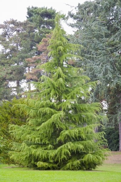 Ejemplar de Cedrus deodara