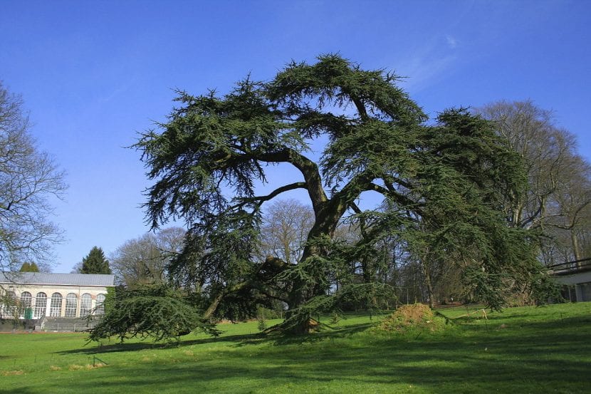 Ejemplar de Cedrus libani o cedro del Líbano