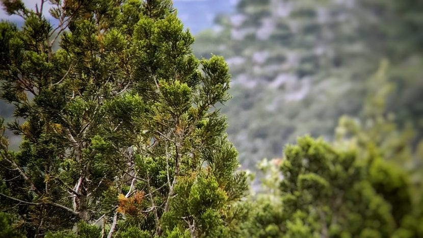 Precioso ejemplar de cedro
