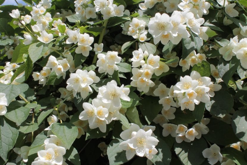 Las flores de la celinda son blancas o amarillas