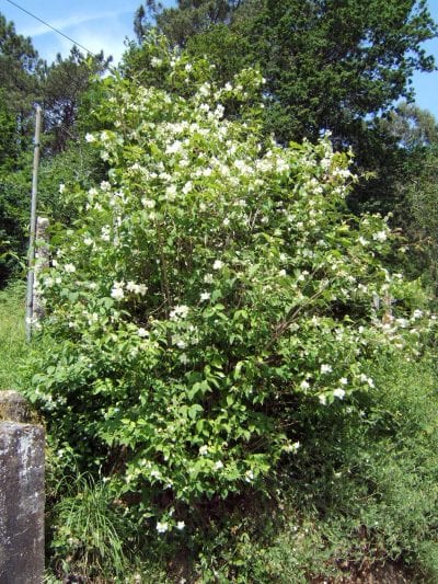 La planta de celinda es ideal para tener en jardines