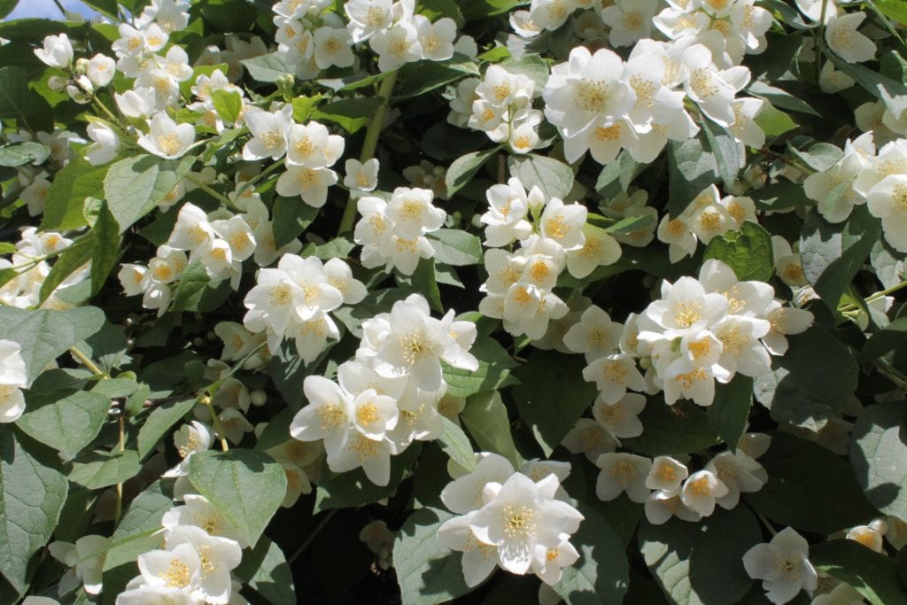 Celinda (Philadelphus coronarius): cuidados y poda
