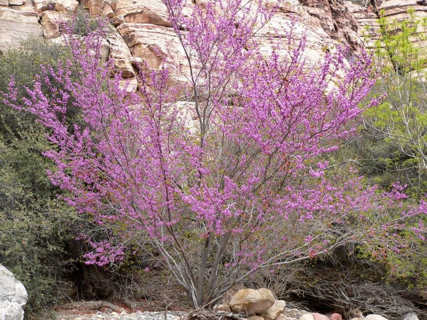 Vista del Cercis occidentalis