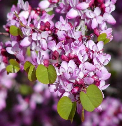 Flores de Cercis occidentalis
