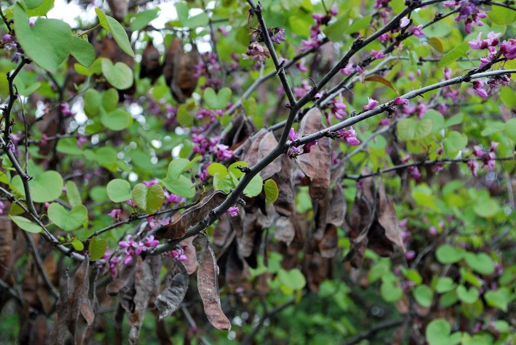 Hojas de Cercis occidentalis