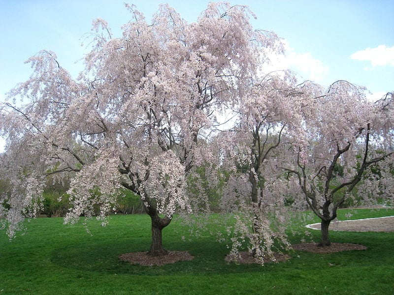 Prunus subhirtella 'Pendula'