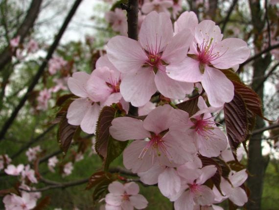 Flores Prunus sargentii
