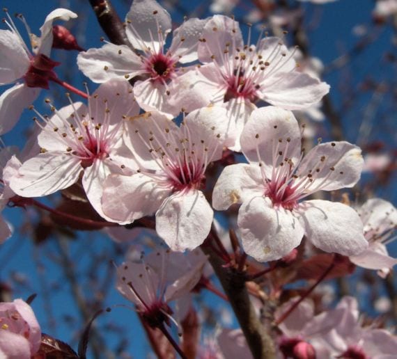 Prunus serrula v. tibetica
