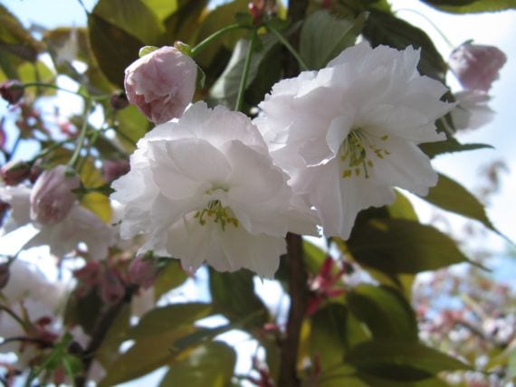 Prunus serrulata