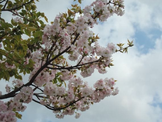 Prunus serrulata