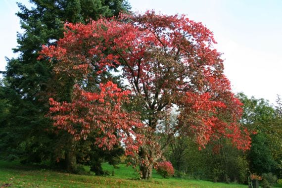 Prunus sargentii