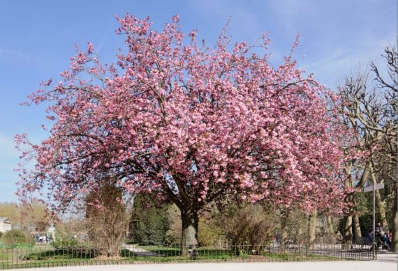 Prunus serrulata