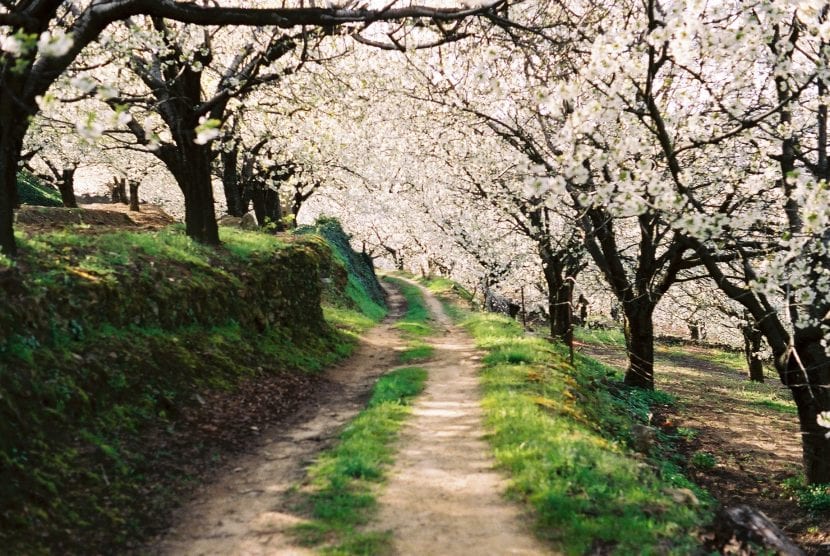 Camino del Valle del Jerte