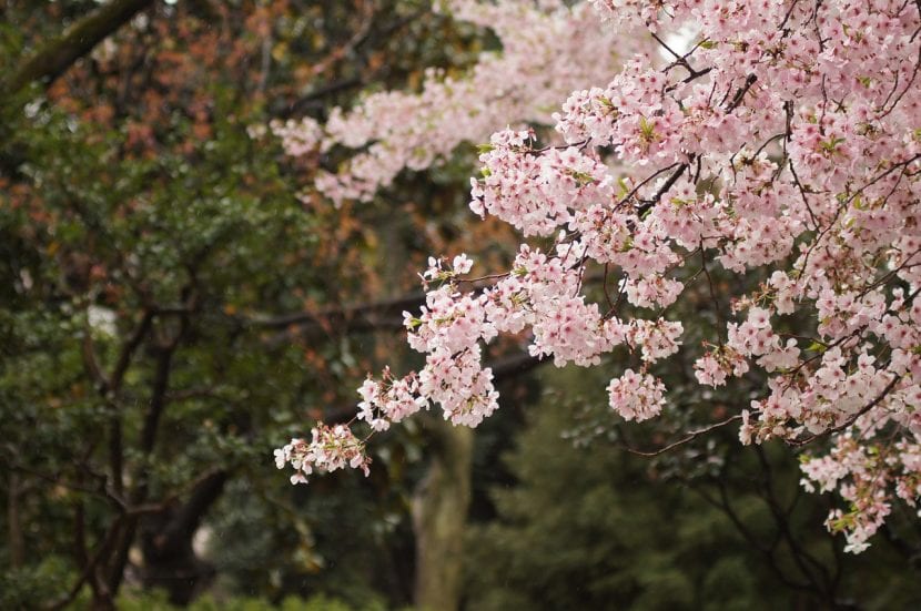 Árbol de cerezo japonés