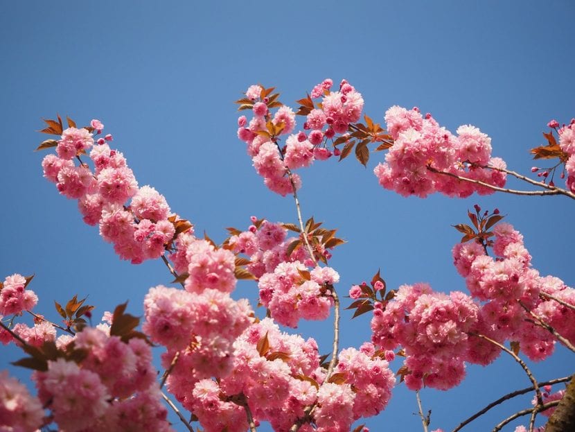 Cerezo japonés en flor
