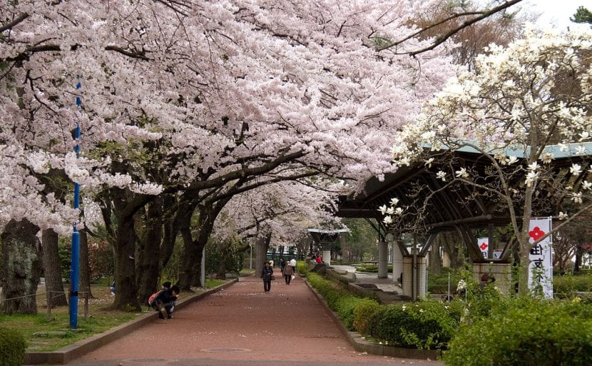 Parque Tsutsujigaoka en Japón