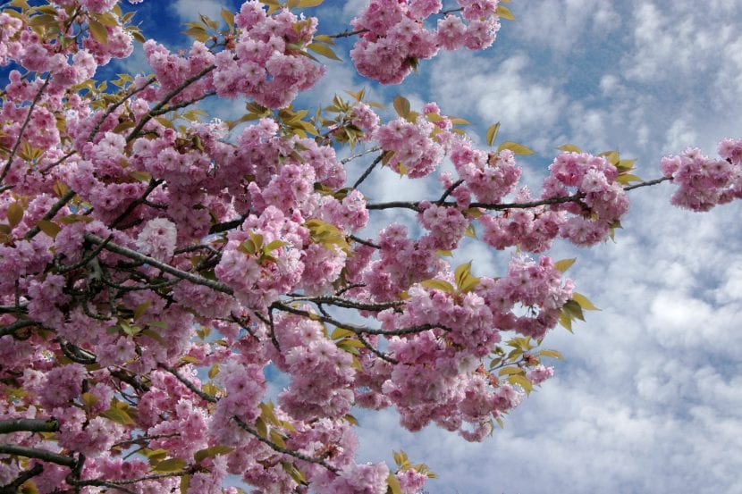Prunus serrulata en flor
