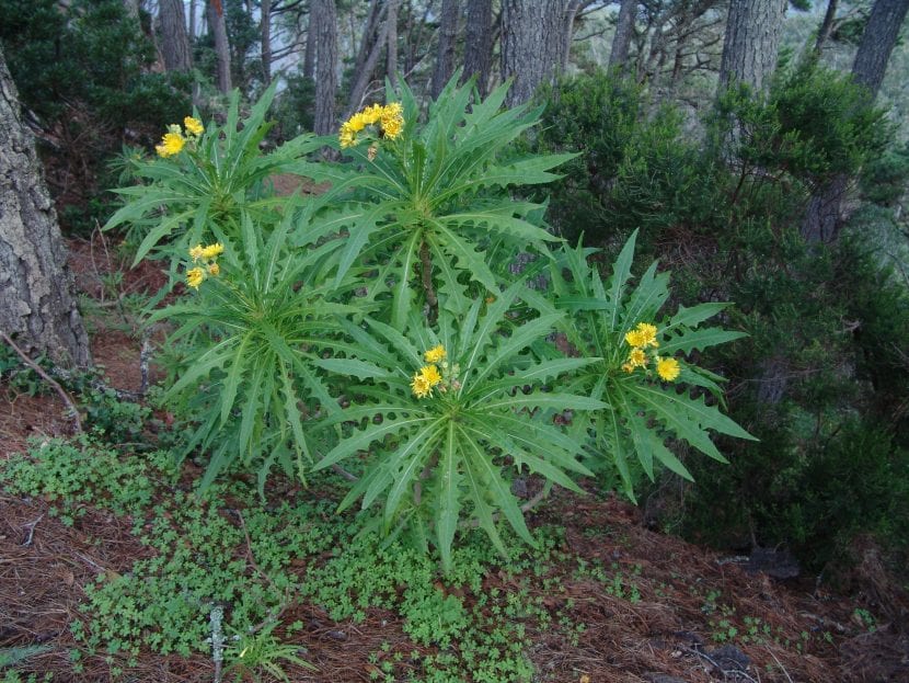 Planta de cerraja