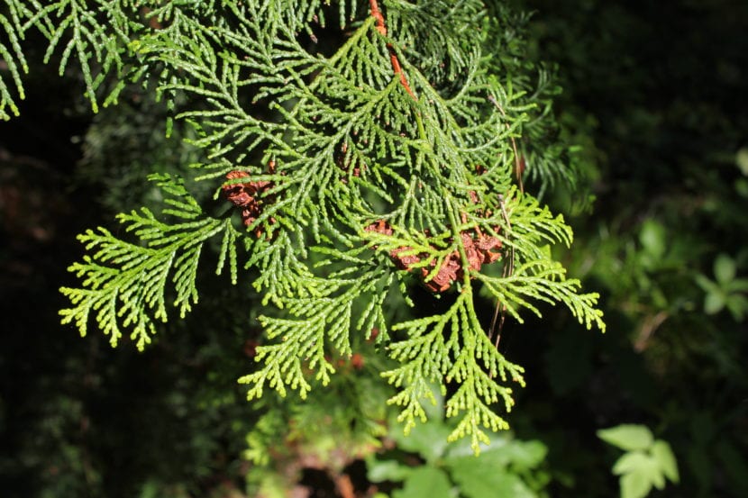 Chamaecyparis obtusa