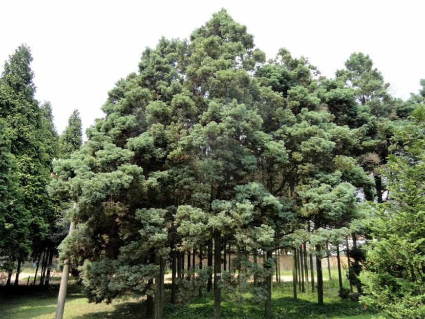 Chamaecyparis pisifera