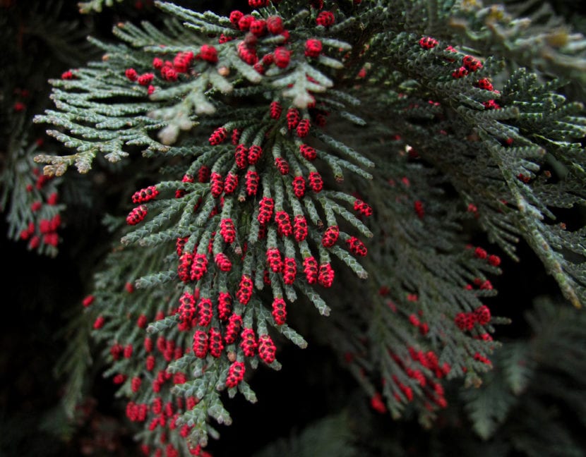 Chamecyparis lawsoniana