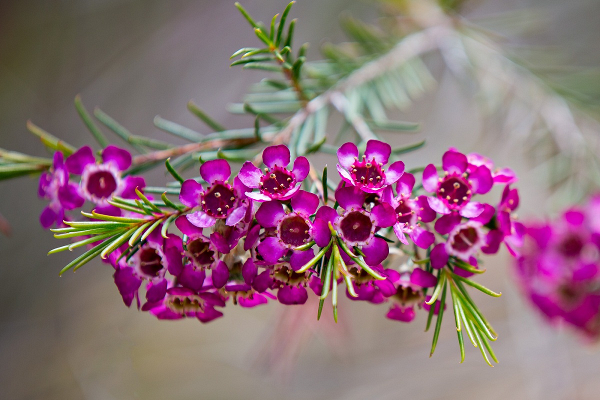 imagen de una rama de flores rosas llamadas Chamelaucium uncinatum