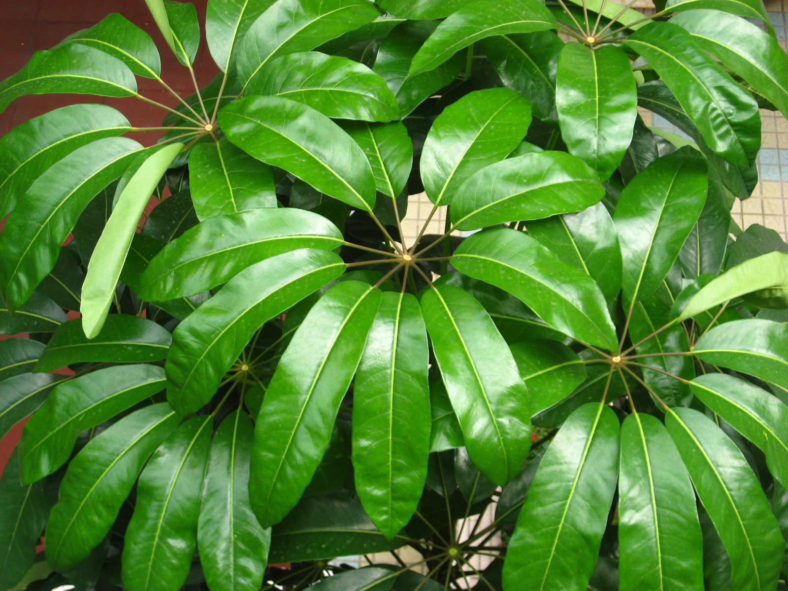 Vista de la Schefflera actinophylla