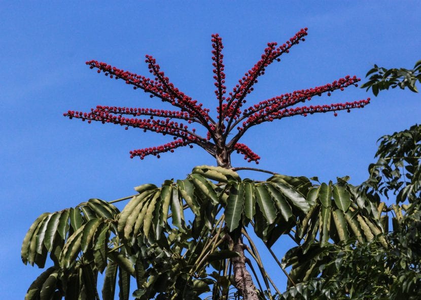 Schefflera actinophylla