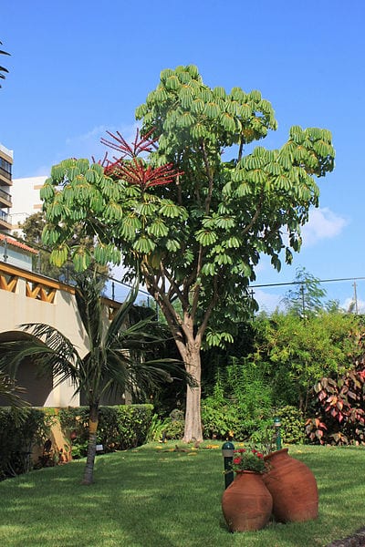 Schefflera actinophylla