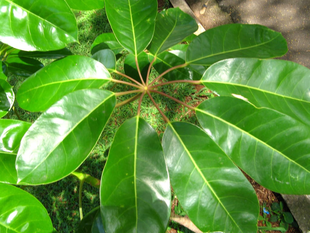 Cheflera (Schefflera actinophylla): cultivo y cuidados