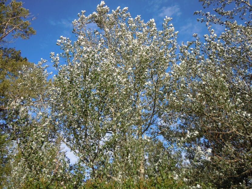 Ejemplar adulto de la especie Populus alba