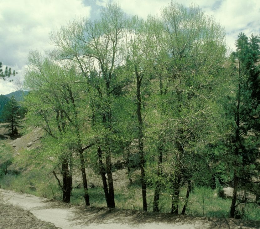 Ejemplares del Populus angustifolia