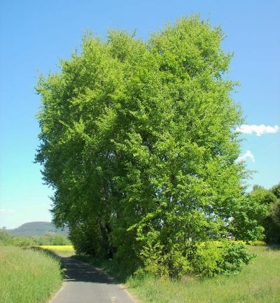 Ejemplar de Populus tremula 