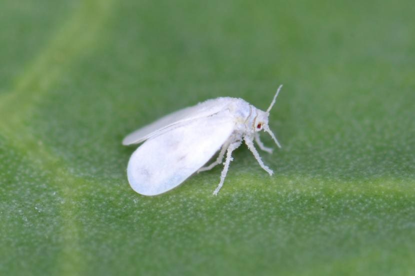 Mosca blanca, una plaga que afecta al chopo