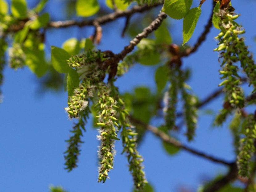 Inflorescencia de la especie Populus balsamifera