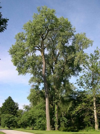 Ejemplar adulto de Populus deltoides