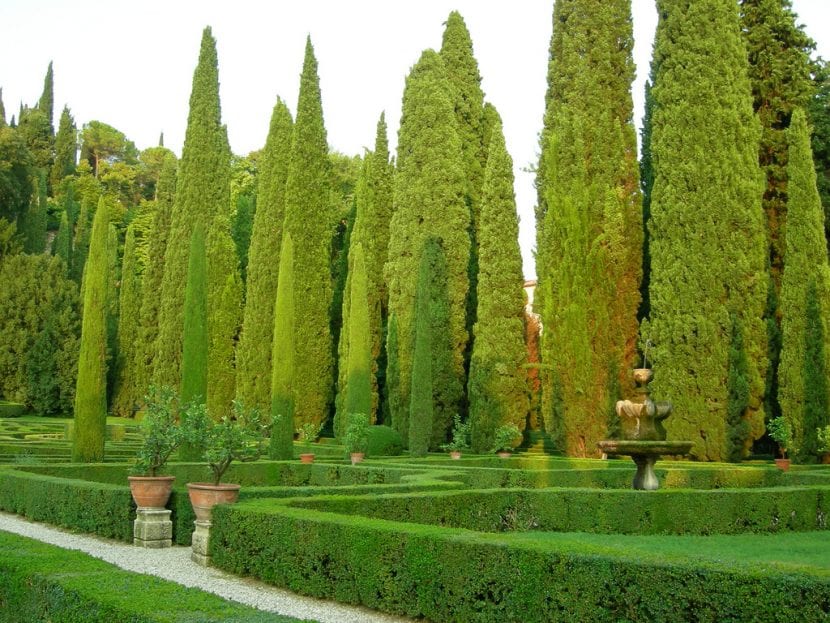 Ciprés común en jardín