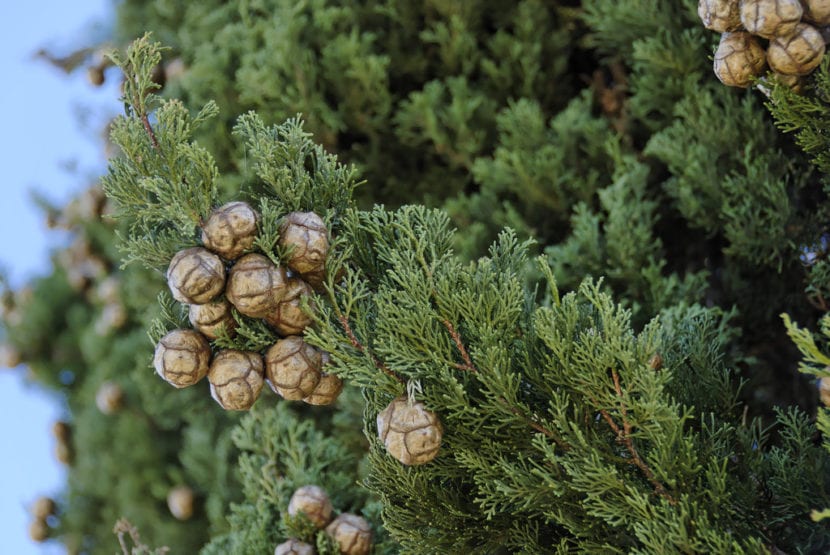 Cupressus sempervirens, detalle de las hojas