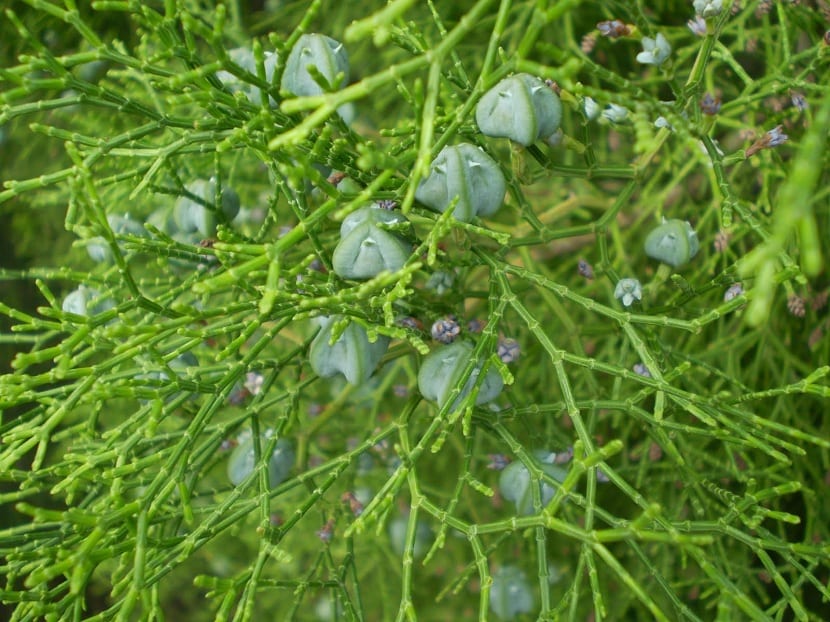 Hojas del tetraclinis articulata