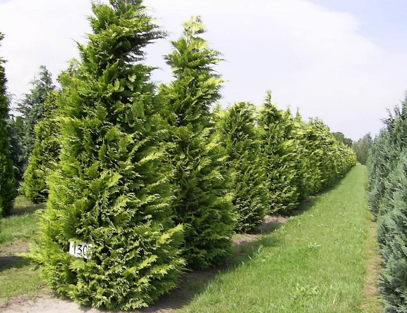 Venta de Chamaecyparis lawsoniana