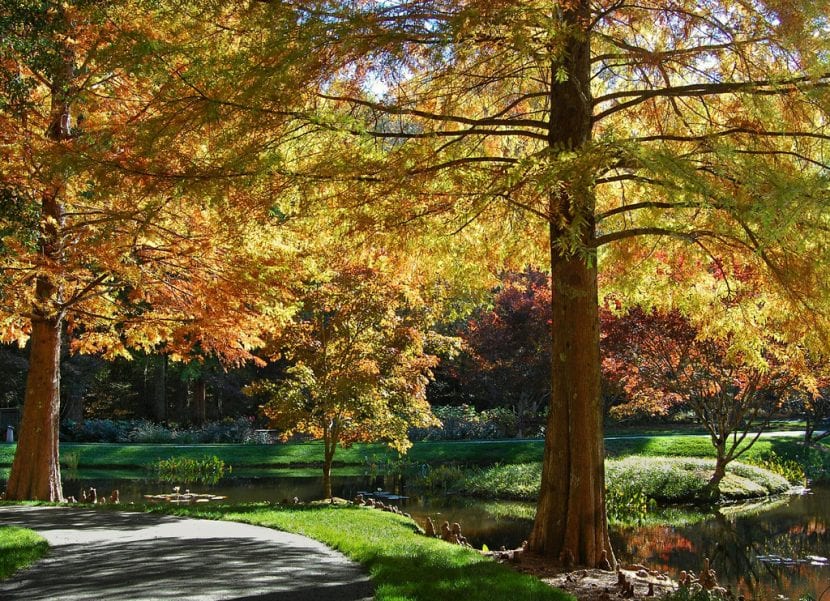 Taxodium distichum en otoño