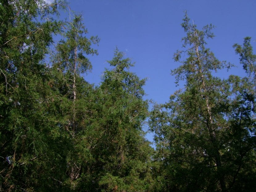 Vista del Cupressus lusitanica