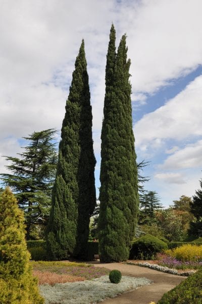 Vista del Cupressus sempervirens