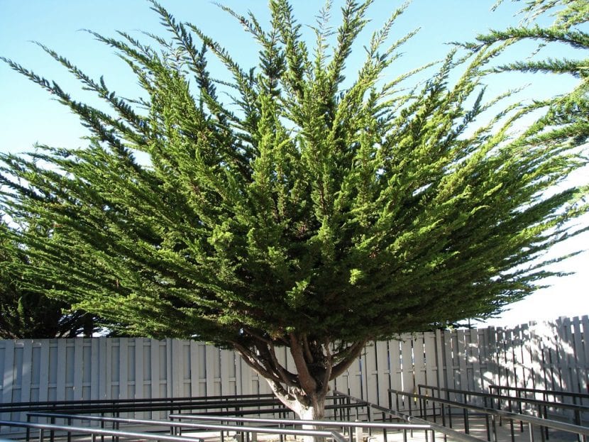 El Cupressus macrocarpa es una conífera