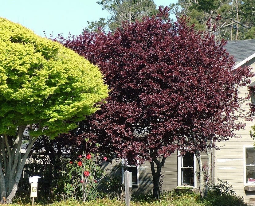 arbol de ciruelo rojo junto a un arbol normal y al lado de una casa