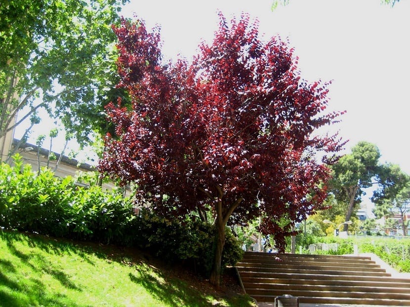 arbol del ciruelo rojo o ciruelo de hojas púrpuras que se encuentra situado en un parque