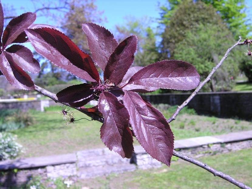 hoja del arbol llamado Ciruelo de hojas púrpuras de un color morado-purpura intenso