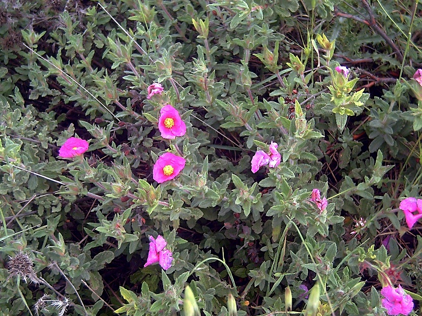 arbusto con flores rosas llamado Cistus Crispus
