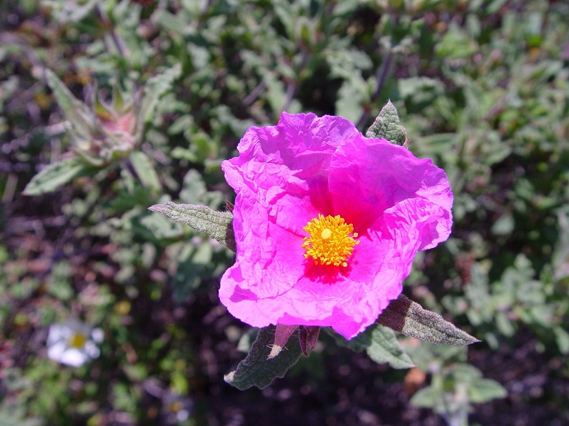 flor rosa con petalos arrugados