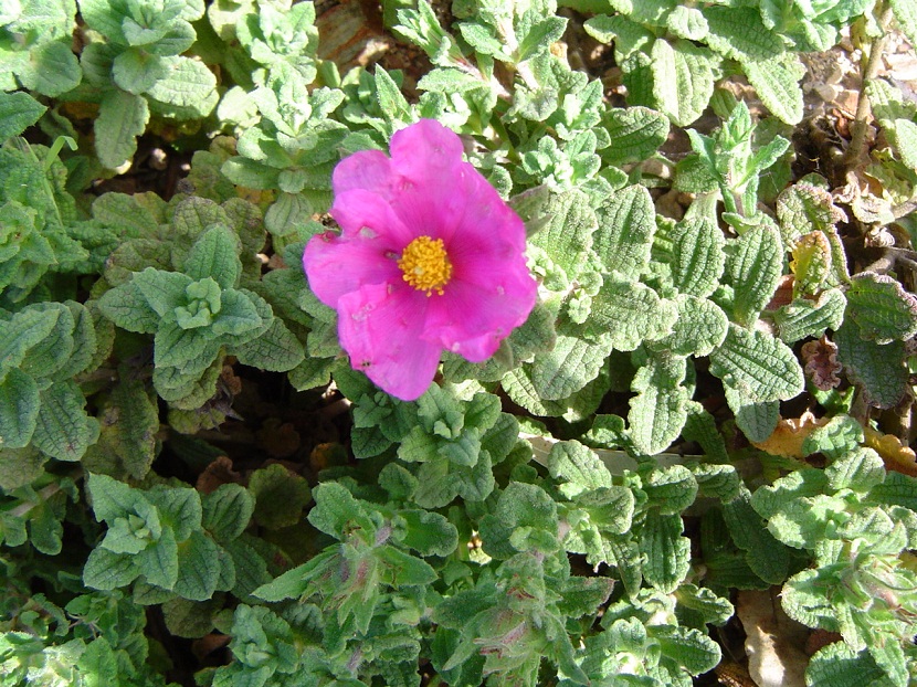 flor rosa que aparece entre varias plantas